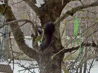 Eichhörnchen_7269.webp