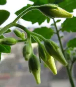 tomato1.webp