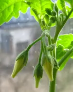 tomato2.webp