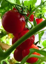 tomato3.webp