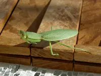 Tiere alt 416v.webp