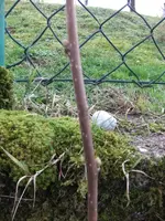 13-01-31 Tinchens Haselnuss1.webp