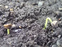 Serbische Paprika 1.2.13.webp