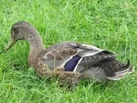 Bild 711.webp
