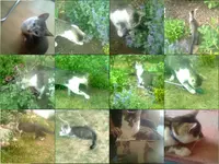 Huschi.webp