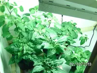 neue Growbox.webp