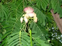 103_0387.webp
