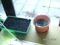 Zwiebeln+Staudenblumenkohl.webp