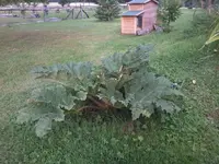 Gunnera_03.webp