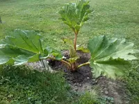 Gunnera11_01.webp