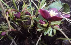 DSC03540 - 2013-02-02 - lenzrosenblüte und viele knospen.webp