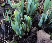 DSC03546 - 2013-02-02 - narzissenknospen.webp