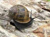 Copy of IMG_3008v.webp