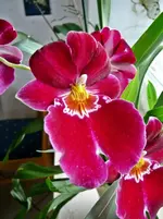 P1090411.webp