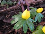 Winterblume_1_IMG_5355.JPG