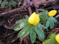 Winterblume_1_IMG_5355.webp