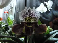 P1040611.webp