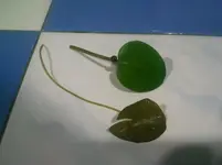 leaf-h_dubia.webp