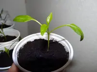 größte Paprika 3.2..webp