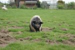 Schwein_DSC03305.JPG