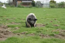 Schwein_DSC03305.webp