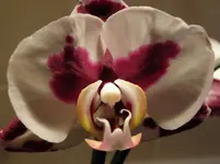 P1100031.webp