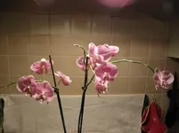 P1100035.webp
