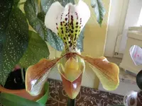 Paphilodium Maggie Bruges.webp