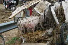 Ferkel_7_DSC01721.webp