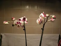 P1100018.webp