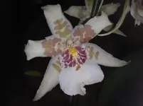 2012-11-18 16.44.54.webp