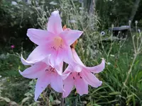 Naked Lily.webp