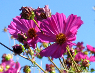 103_0383.webp