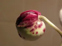 P1100030.webp
