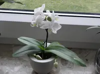 P2040021.webp