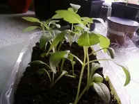 Dahlien.webp