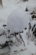2013_0204Winter0006.webp