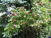 BILD0544.webp