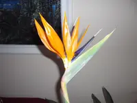 DSCF9029.webp