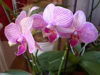 DSC02513.webp
