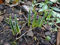 Frühlingsboten.webp