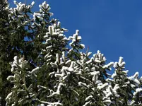Baum2.webp