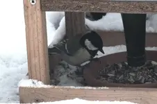 2013_0206Winter0011 kohlm.webp