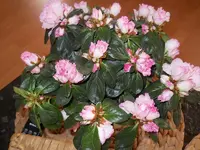 DSCN1862.webp