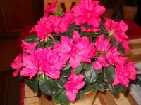 DSCN1863.webp