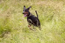 Sommerwiese.webp
