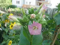 CIMG9628.webp