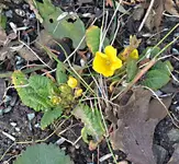 DSC_2471_unenentwege_Primel.webp