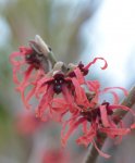 DSC_2510_Hamamelis_Zaubernuss.jpg