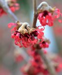 DSC_2521_Hamamelis.jpg